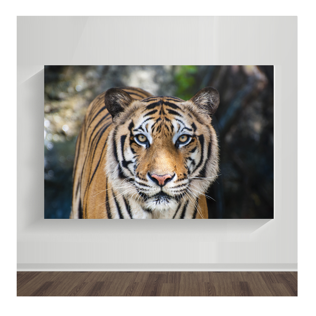 Tigre 01